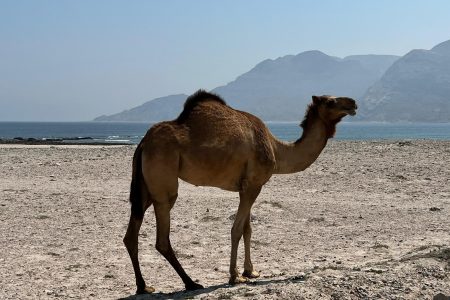 Tour über die Fushi-Dünen mit Hasik-Strand