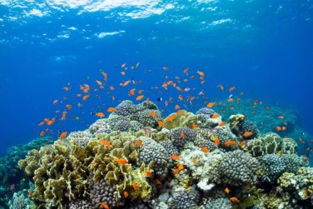 Snorkeling w Mirbat