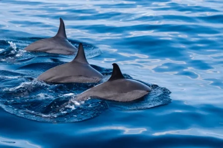 Schwimmen mit Delfinen